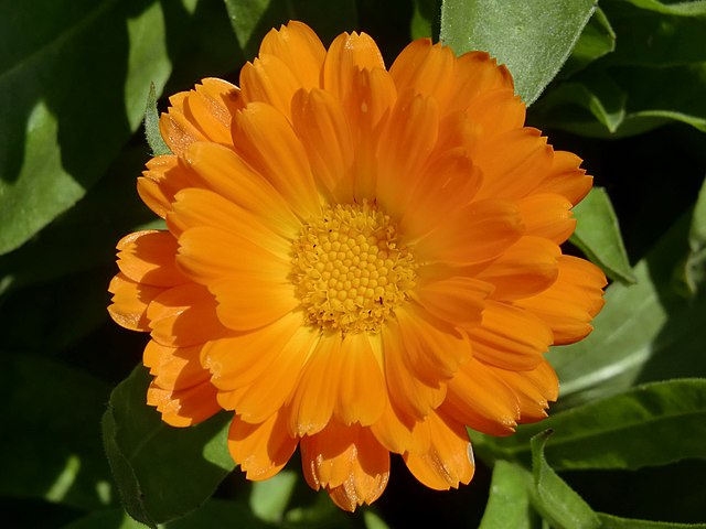 Datei:Calendula flower.jpg