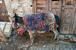 Datei:Donkey in medina in Fes.jpg