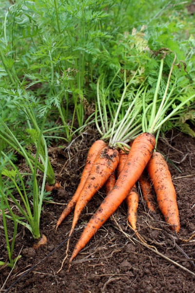 Datei:Carotts (Daucus Carotta).jpg