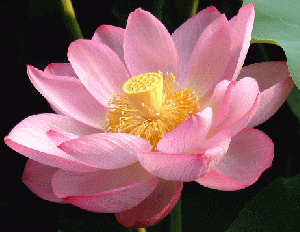 Lotus2.gif